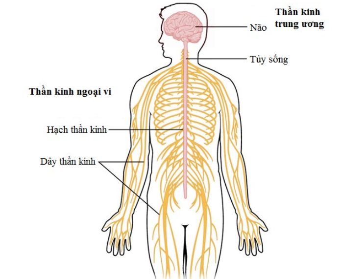đau thần kinh 