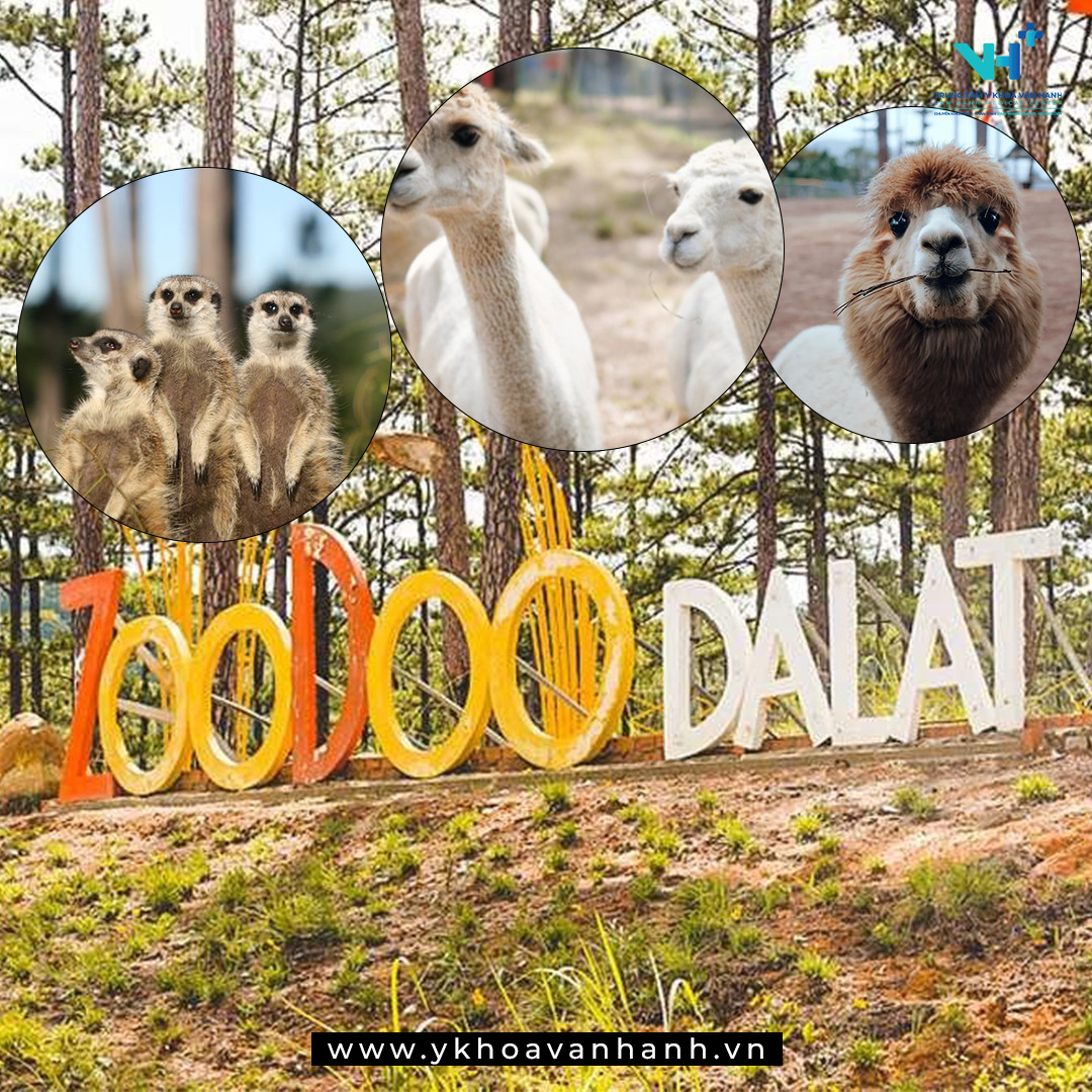 Tặng vé tham quan vườn thú ZooDoo Đà Lạt